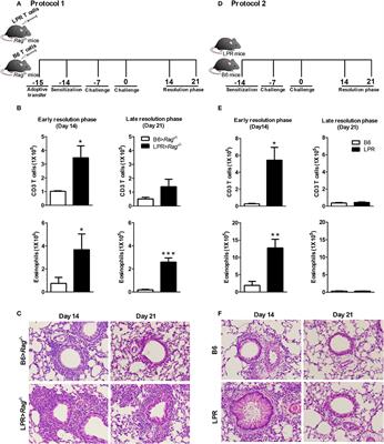 Allergen Exposure in Lymphopenic Fas-Deficient Mice Results in Persistent Eosinophilia Due to Defects in Resolution of Inflammation